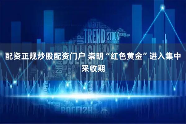 配资正规炒股配资门户 崇明“红色黄金”进入集中采收期